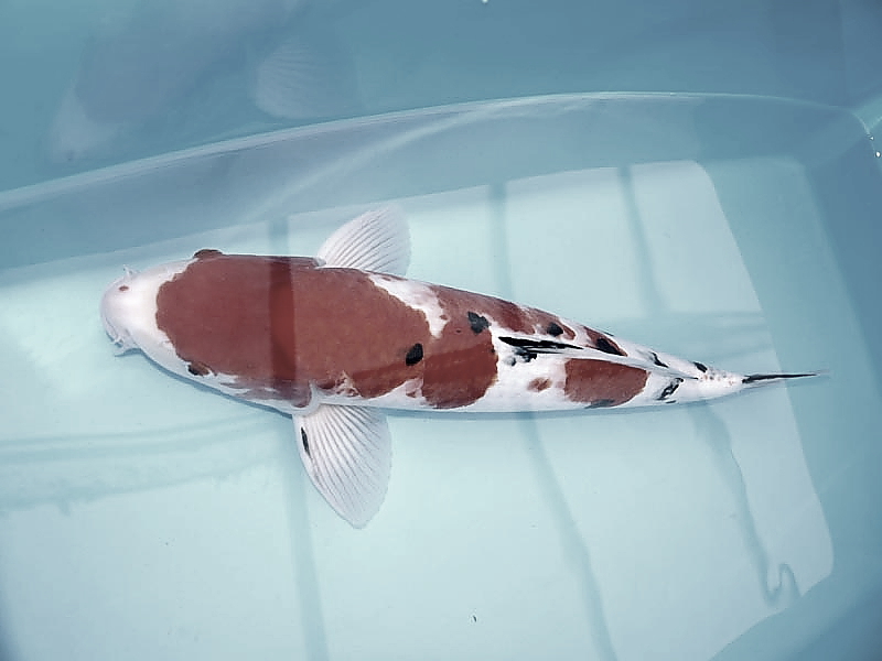 Koi Koikarpfen Koifische